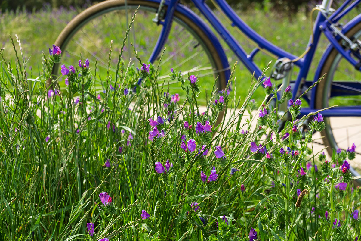 Фотография полевых цветов с велосипедом на заднем плане.